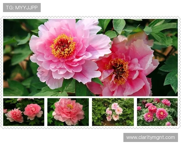 牡丹国际娱乐平台用户评价与反馈,真实体验助你选择最值得信赖的平台 牡丹国际娱乐平台用户评价与反馈,真实体验助你选择最值得信赖的平台